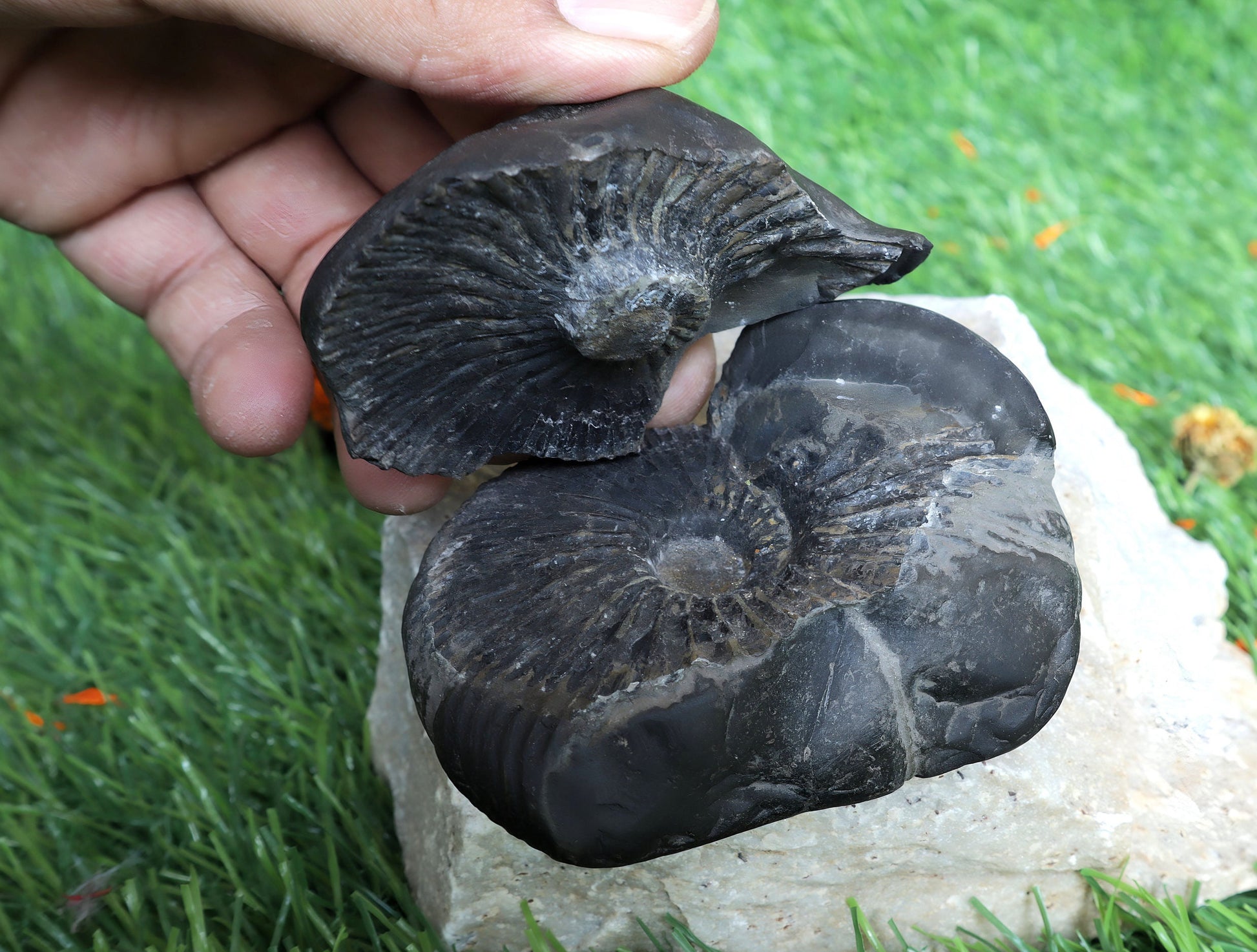 Laxmi Narayan Shaligram Stone