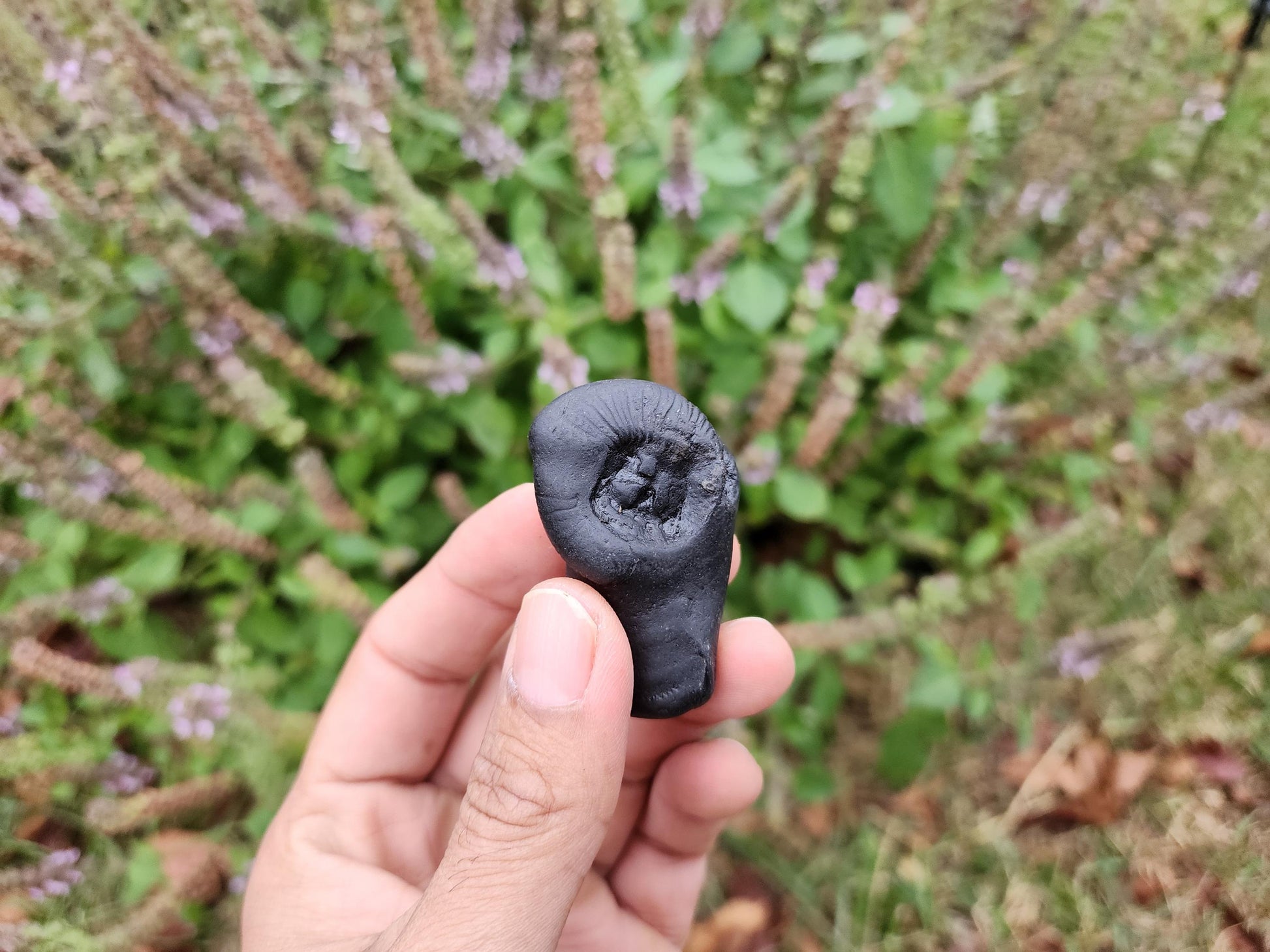 Awakened Vishnu Shaligram Sacred Stone From The Himalayas
