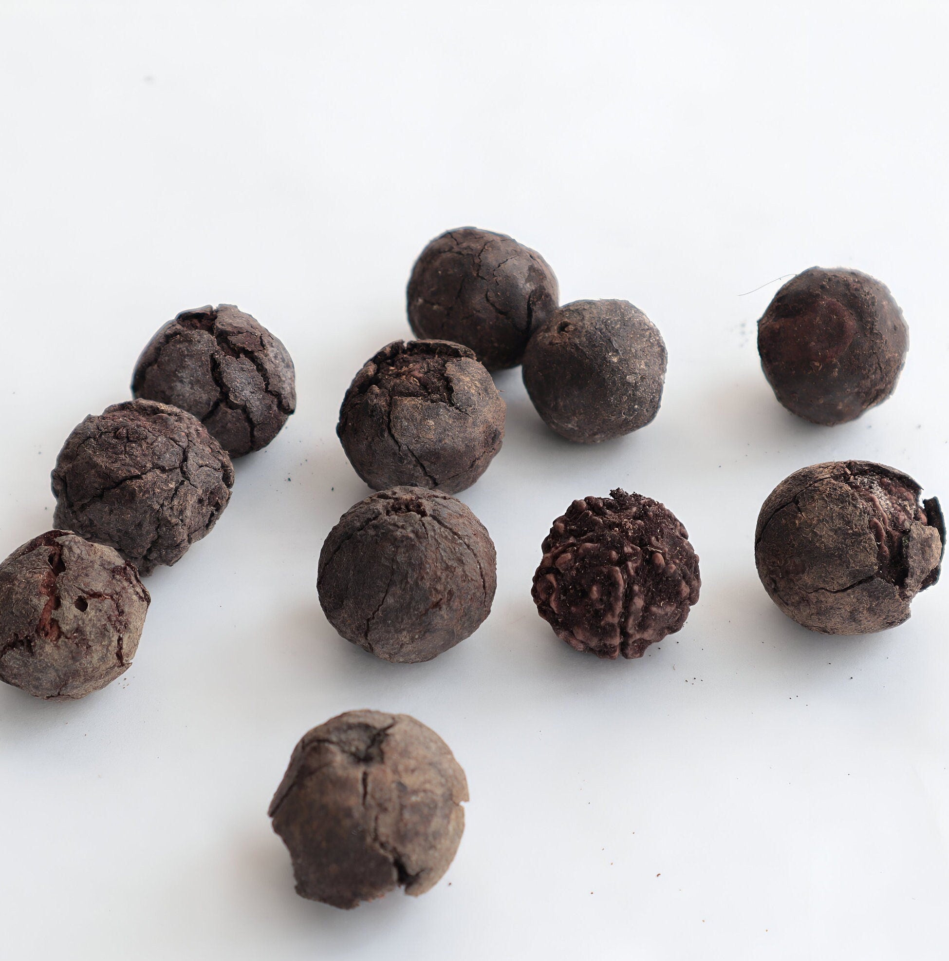 Bulk Natural Rudraksha Seeds With Shell: Nepalese Rudraksha Straight From The Tree, Price Per Pound