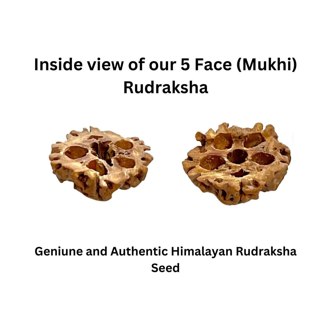 Natural Rudraksha Seeds With Shell, DIY Mala Beads for Meditation