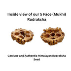 Natural Rudraksha Seeds With Shell, DIY Mala Beads for Meditation