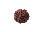 7-Faced Rudraksha (Saat Mukhi) – Premium Nepali Rudraksha Bead for Wealth, Prosperity, and Spiritual Balance
