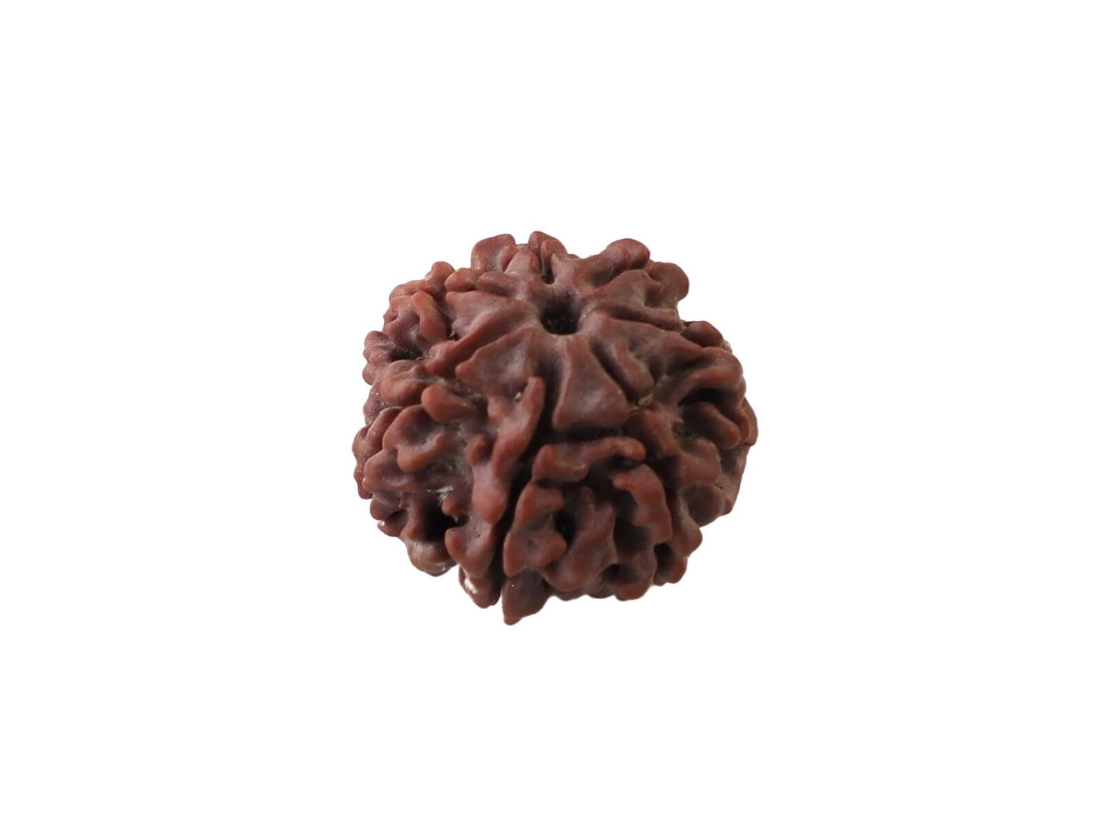 7-Faced Rudraksha (Saat Mukhi) – Premium Nepali Rudraksha Bead for Wealth, Prosperity, and Spiritual Balance