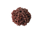 7-Faced Rudraksha (Saat Mukhi) – Premium Nepali Rudraksha Bead for Wealth, Prosperity, and Spiritual Balance