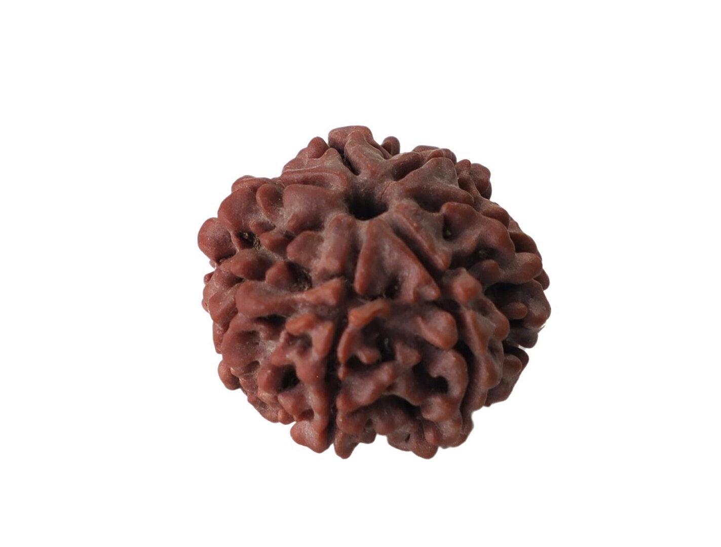 7-Faced Rudraksha (Saat Mukhi) – Premium Nepali Rudraksha Bead for Wealth, Prosperity, and Spiritual Balance