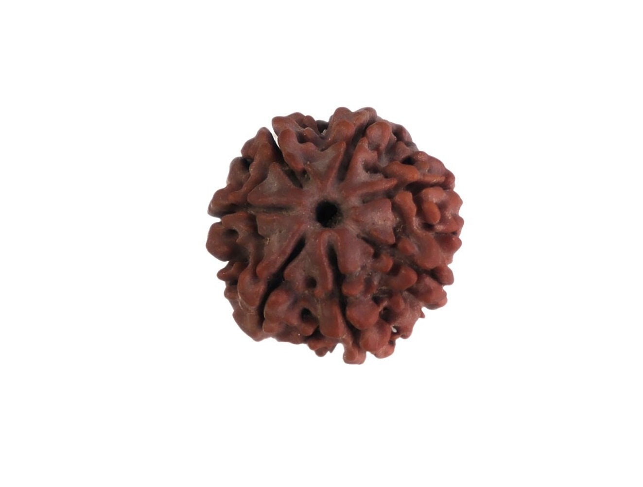 7-Faced Rudraksha (Saat Mukhi) – Premium Nepali Rudraksha Bead for Wealth, Prosperity, and Spiritual Balance