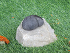 Shiva Linga Shaligram: Genuine Himalayan Fossil Stone, Sacred Home Decor