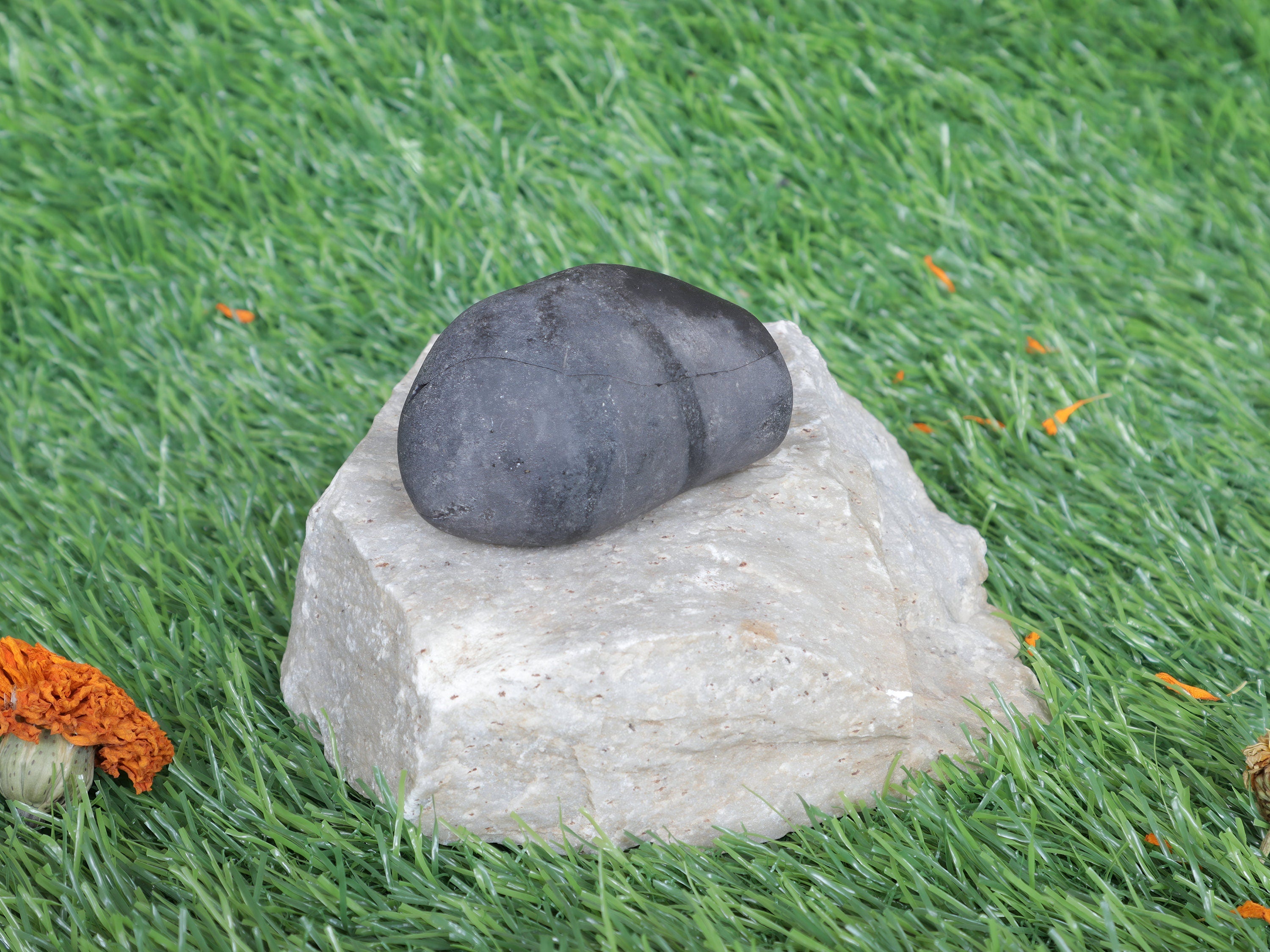 Shiva Linga Shaligram: Genuine Himalayan Fossil Stone, Sacred Home Decor