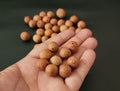 Phoenix Eye Bodhi Seed Beads: Natural Buddha Prayer Beads (13-15mm)