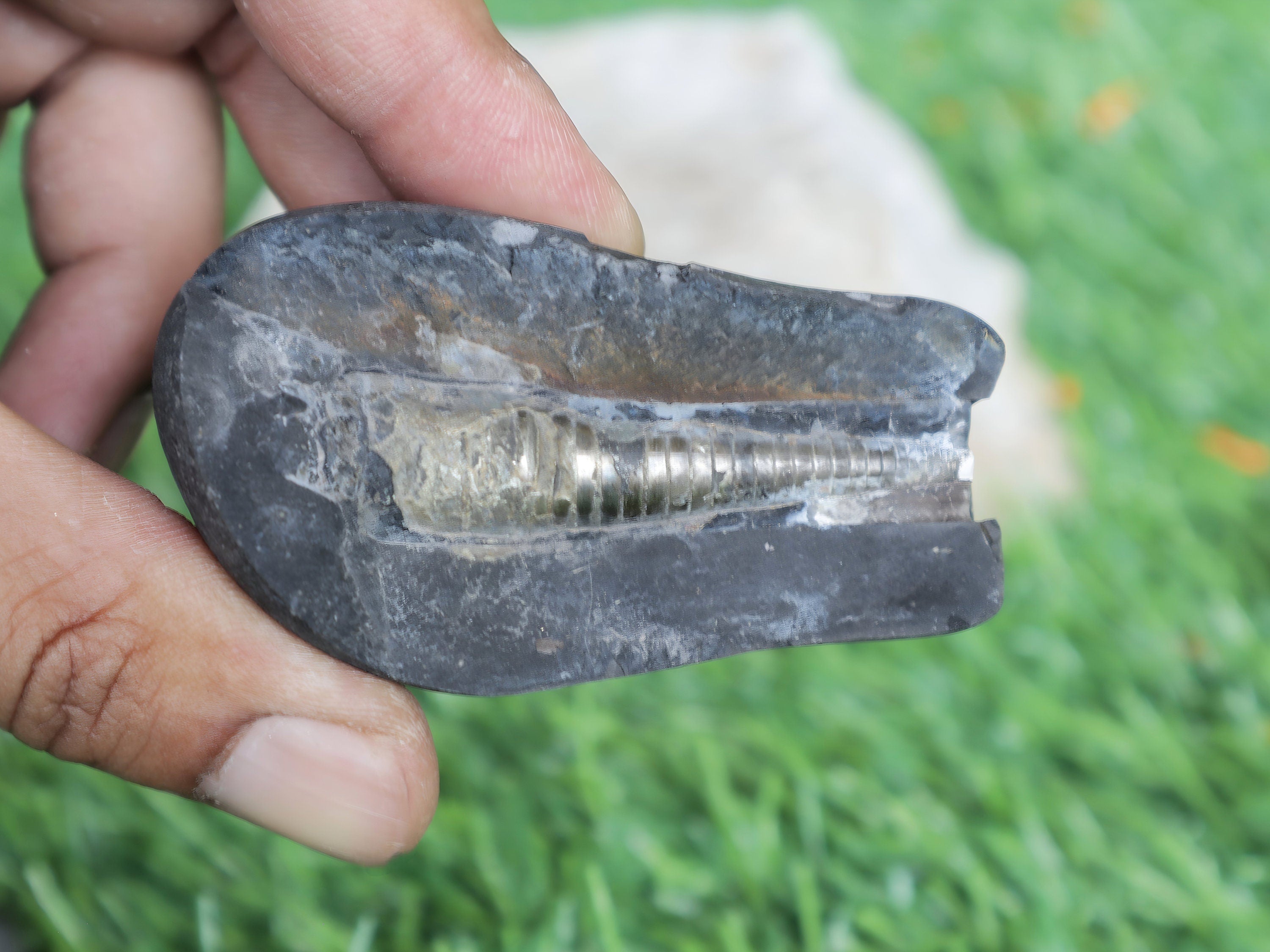 Shiva Linga Shaligram: Genuine Himalayan Fossil Stone, Sacred Home Decor