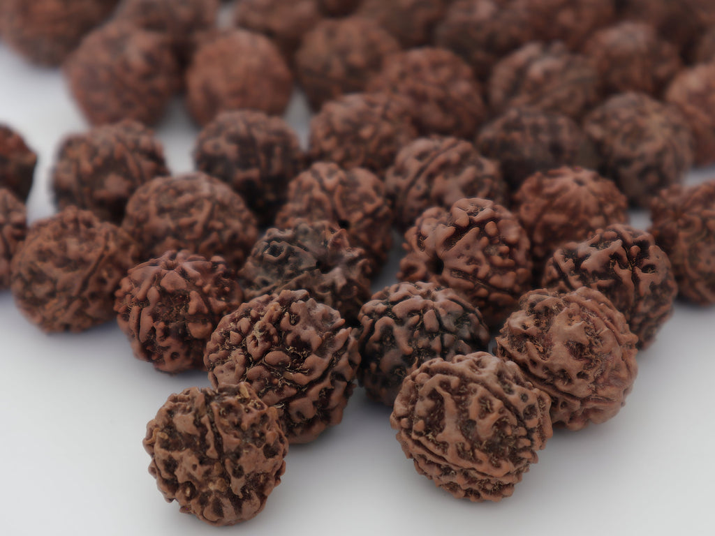 Natural Rudraksha Seed Beads: DIY Loose Prayer Beads, Hand Picked in Nepal