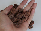 Natural Rudraksha Seed Beads: DIY Loose Prayer Beads, Hand Picked in Nepal