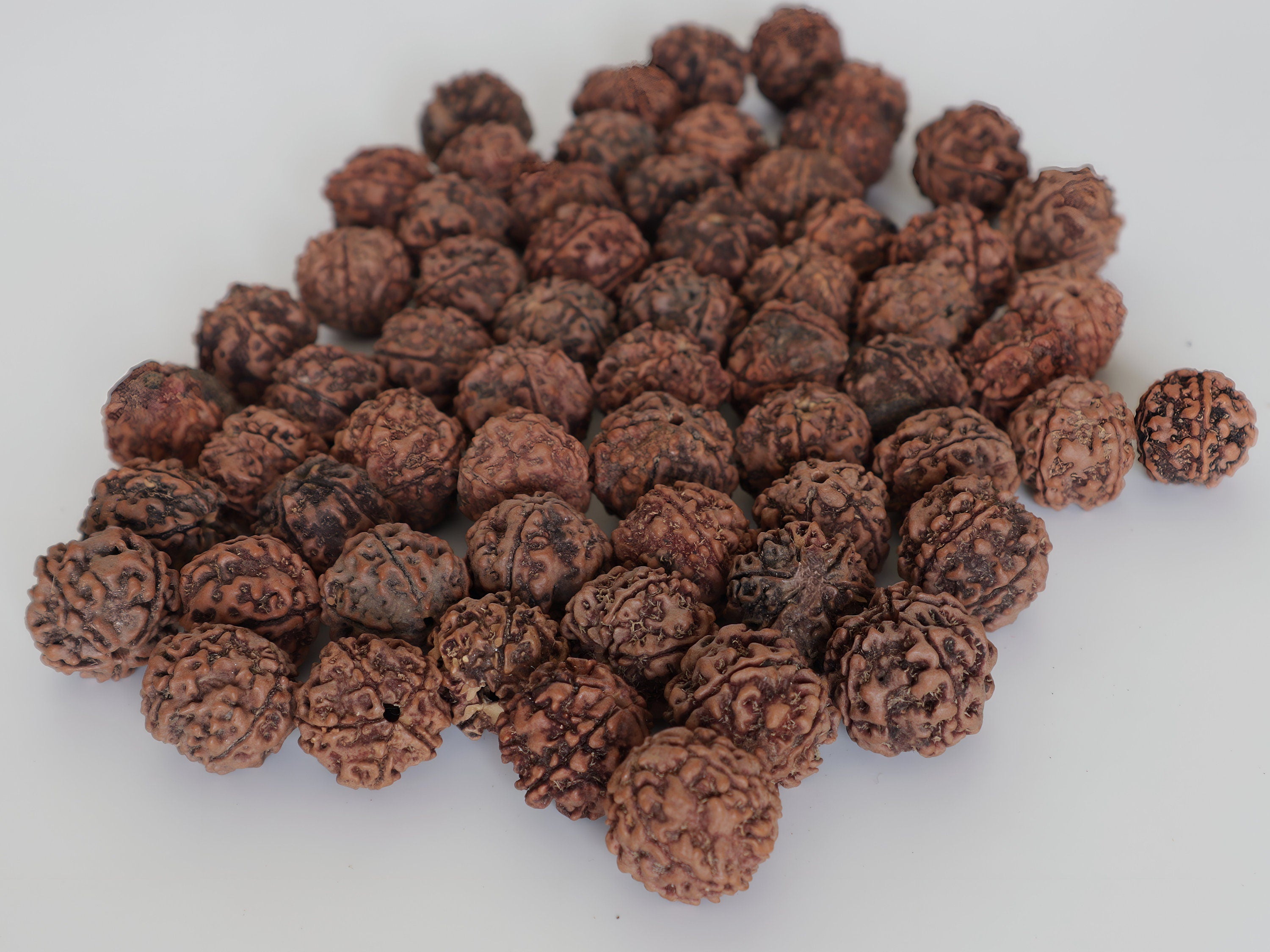 Natural Rudraksha Seed Beads: 16mm Prayer Beads, Hand Picked in Nepal