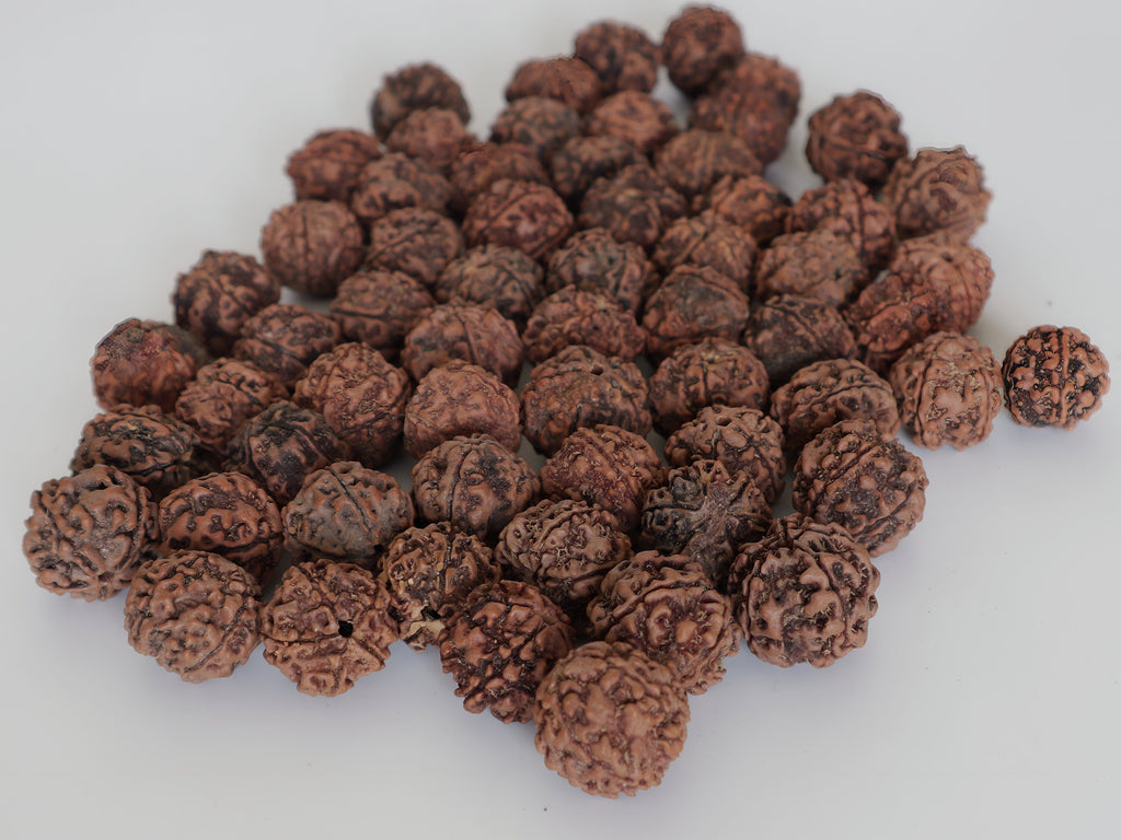 Natural Rudraksha Seed Beads: DIY Loose Prayer Beads, Hand Picked in Nepal