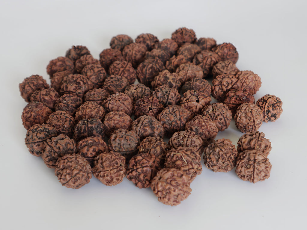 Natural Rudraksha Seed Beads: 16mm Prayer Beads, Hand Picked in Nepal