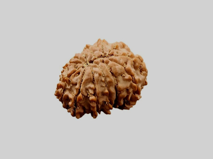 12 Mukhi Rudraksha Bead: Himalayan Surya Sun God Rosary for Meditation