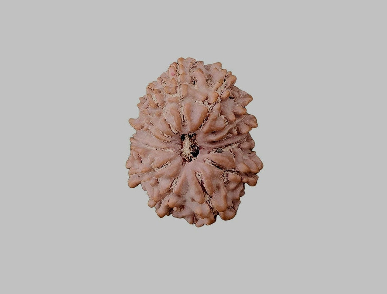 12 Mukhi Rudraksha Bead: Himalayan Surya Sun God Rosary for Meditation