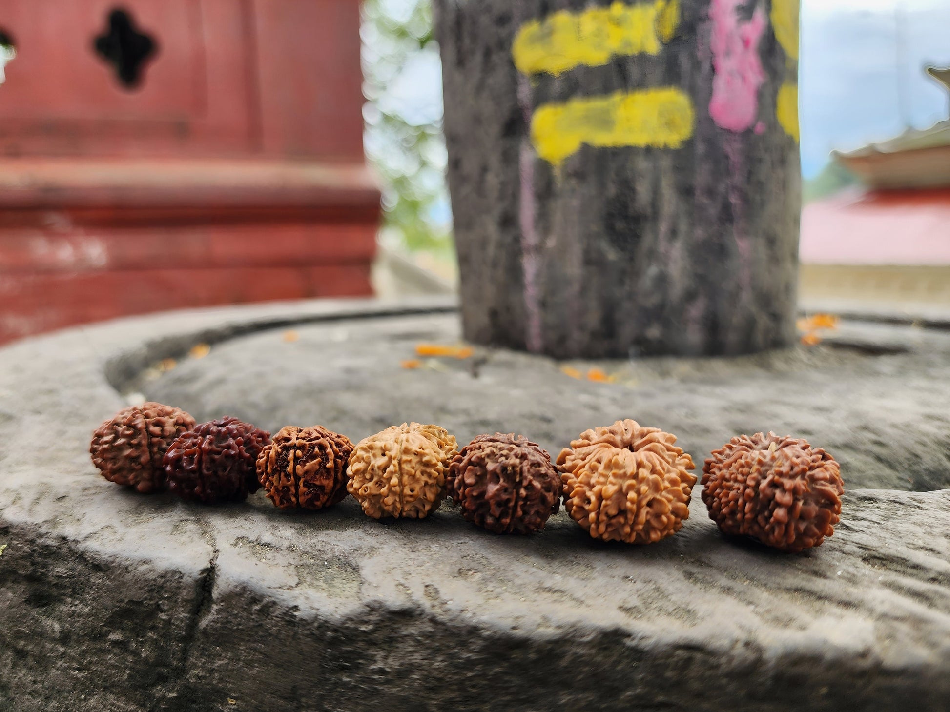 8-14 Mukhi Rudraksha Set: Genuine Nepalese Prayer Beads for Spiritual Healing
