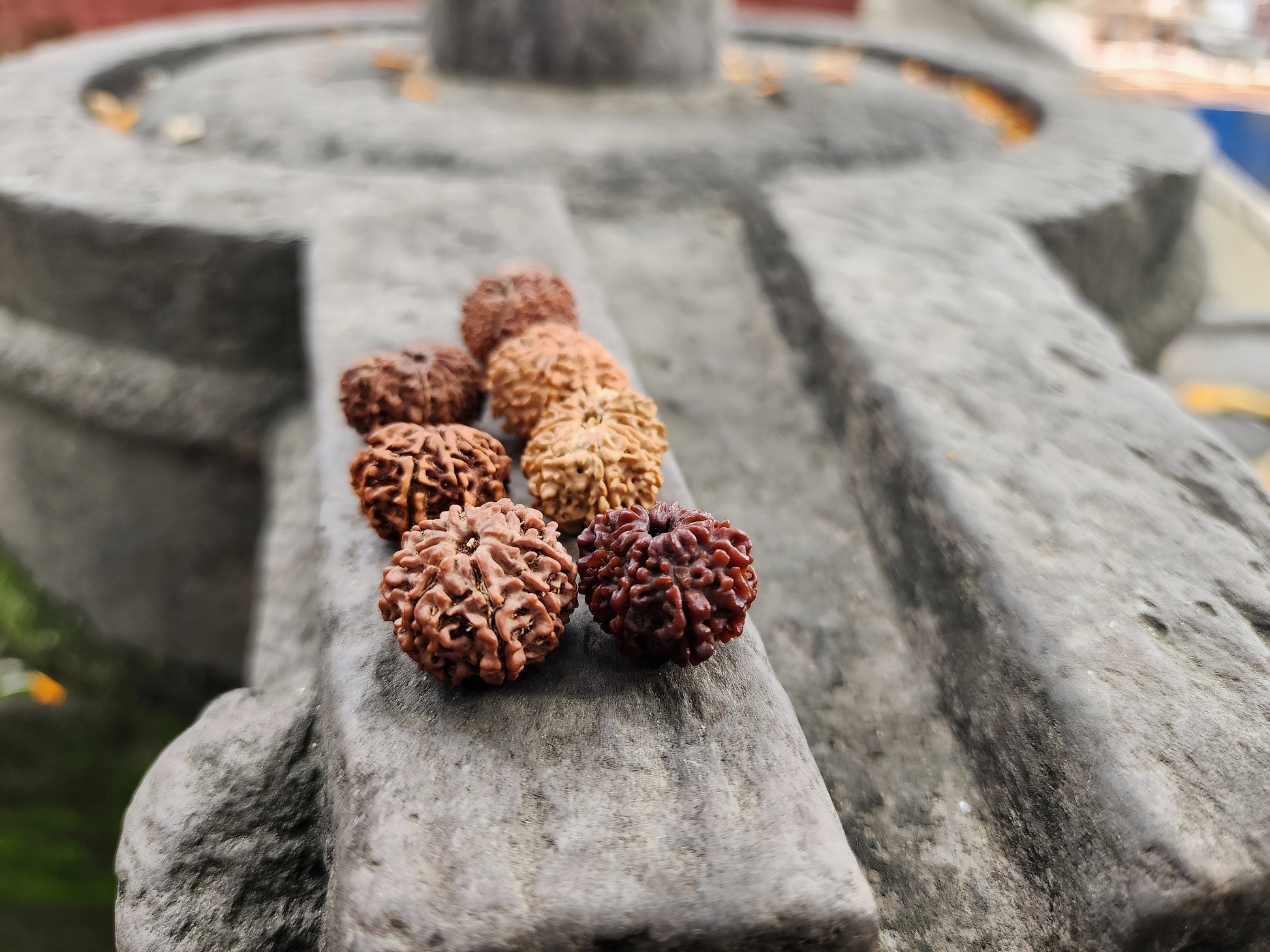 8-14 Mukhi Rudraksha Set: Genuine Nepalese Prayer Beads for Spiritual Healing