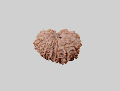12 Mukhi Rudraksha Bead: Himalayan Surya Sun God Rosary for Meditation