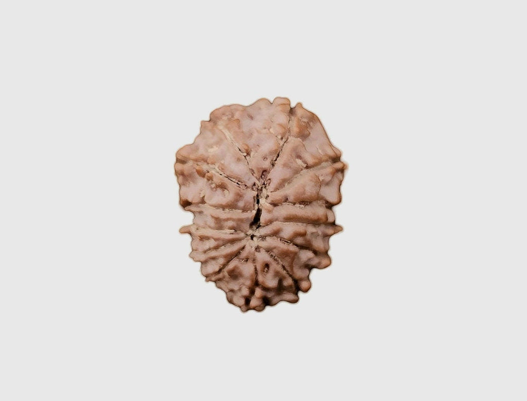 12 Mukhi Rudraksha Bead: Himalayan Surya Sun God Rosary for Meditation