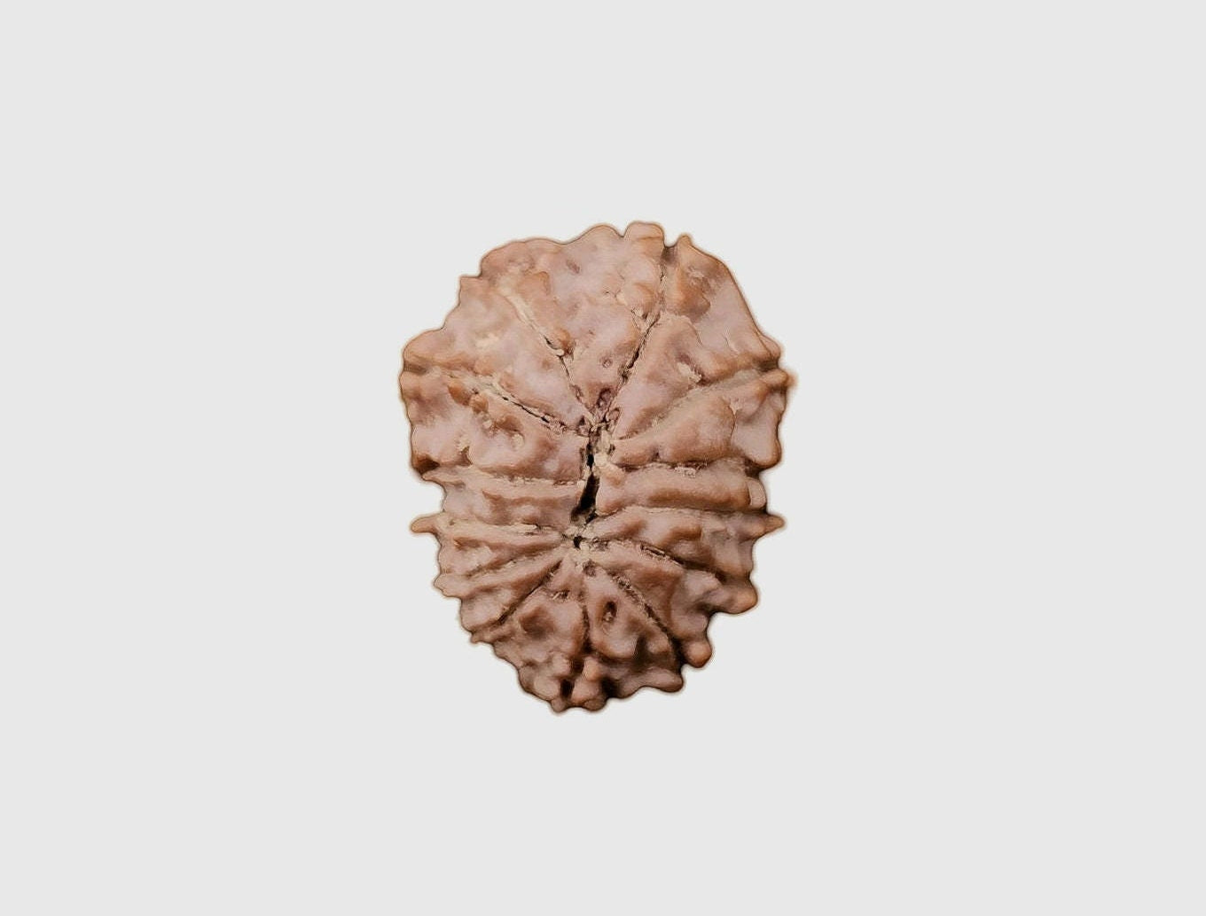 12 Mukhi Rudraksha Bead: Himalayan Surya Sun God Rosary for Meditation