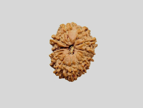 12 Mukhi Rudraksha Bead: Himalayan Surya Sun God Rosary for Meditation