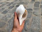 White Sankha, Hand Carved Flower Design Conch Shell For Purity And Divine Energy