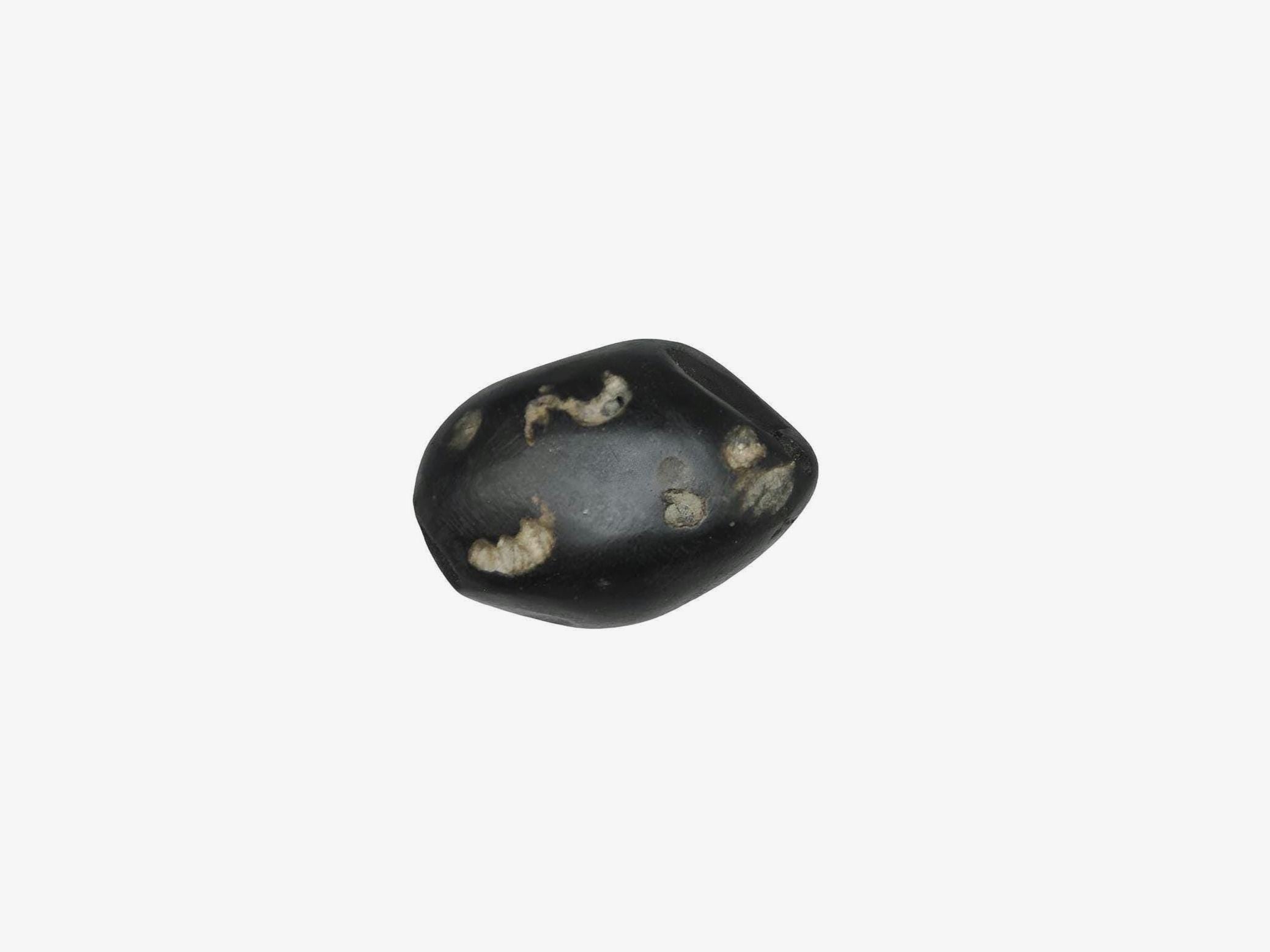 Rare 3-Chakra Varaha Shaligram Stone: Fortune & Luck