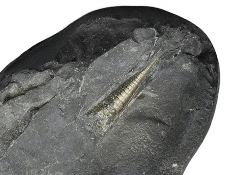 Natural Shiva Linga Shaligram: Om Ammonite Fossil From Nepal