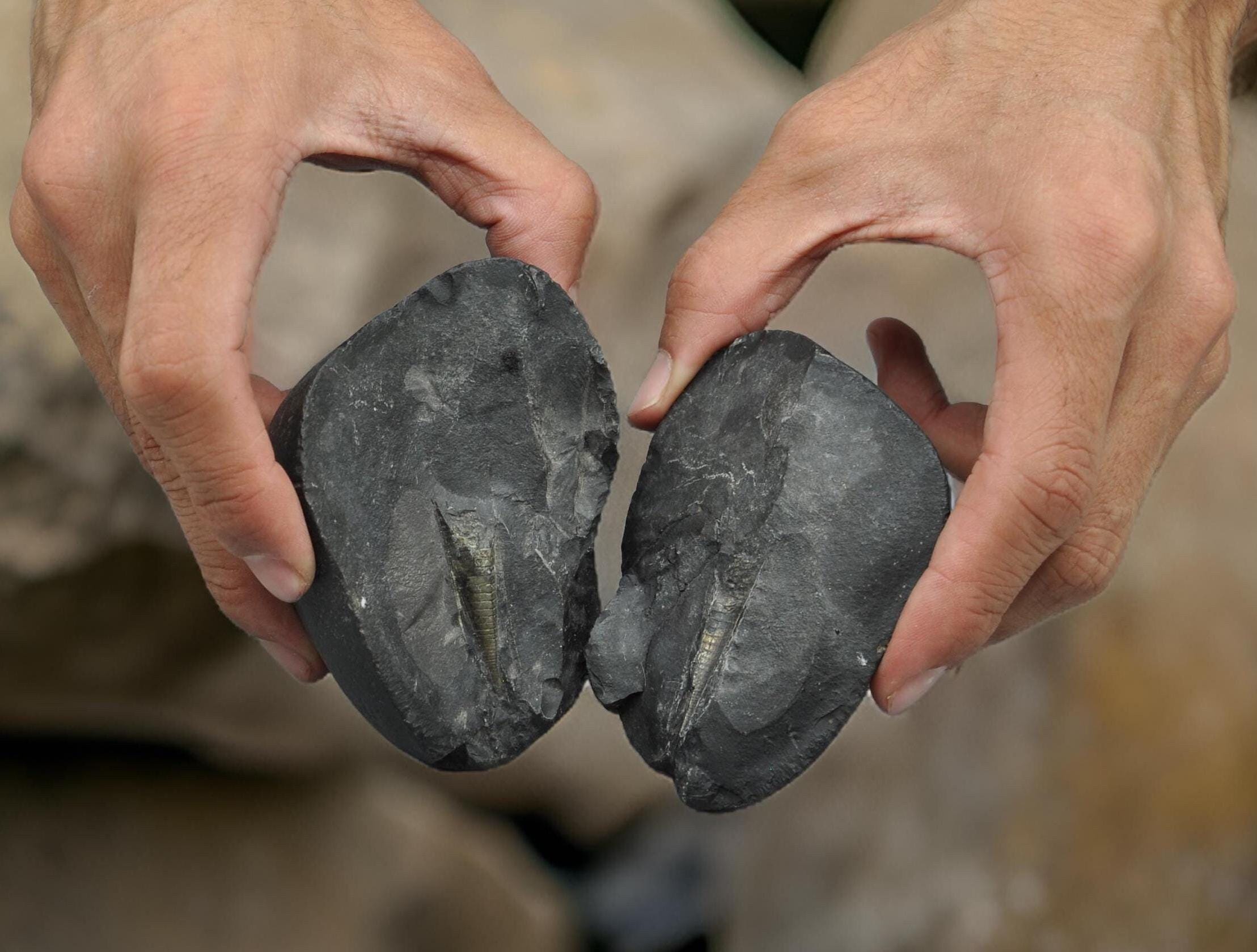 Natural Shiva Linga Shaligram: Om Ammonite Fossil From Nepal