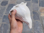 Right-Hand Blowing Conch Shell: Natural Sankha for Sound Healing