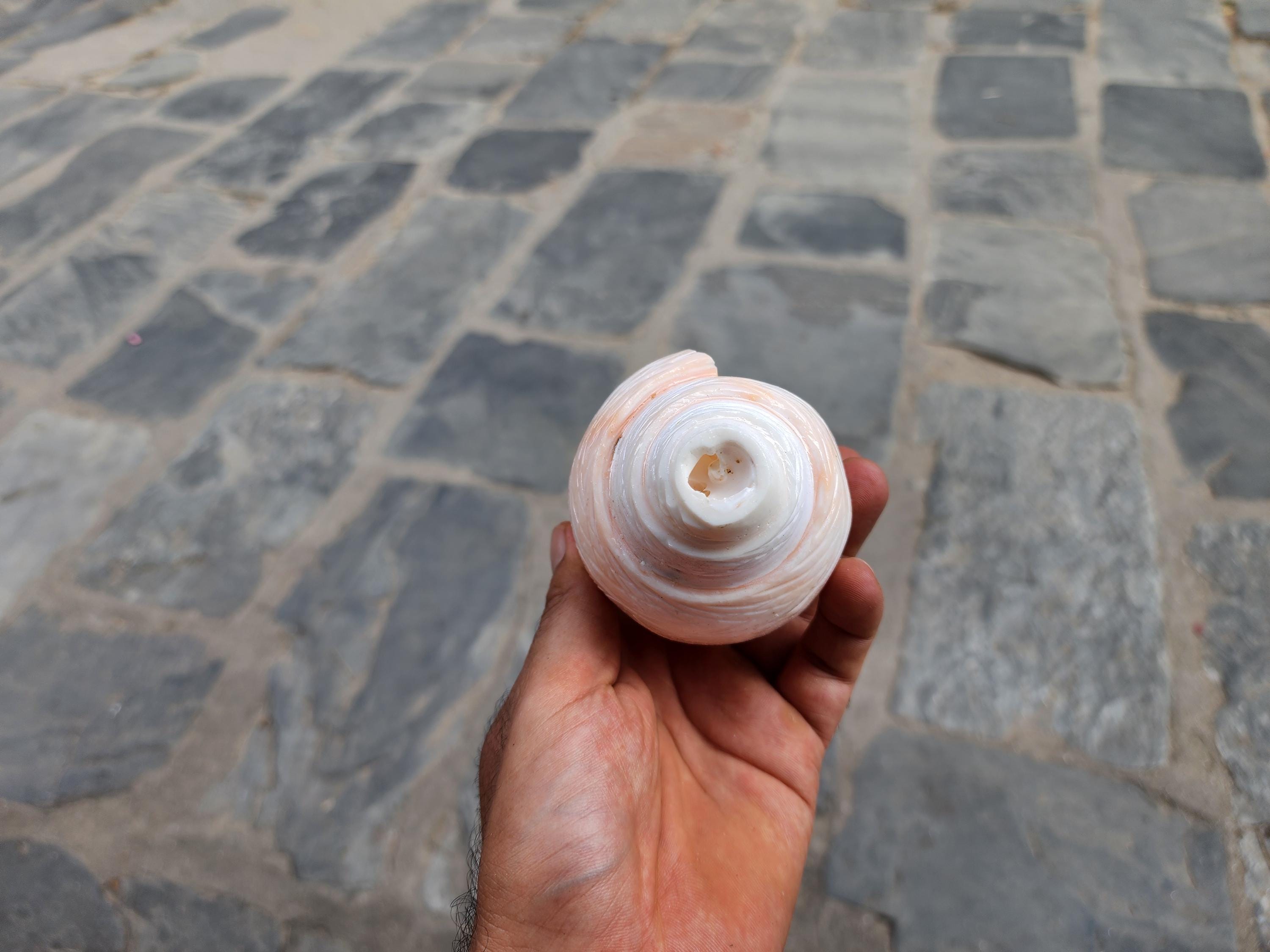 Rose Blowing Sankha, Hand Carved Flower Design Conch Shell, For Purity And Divine Energy