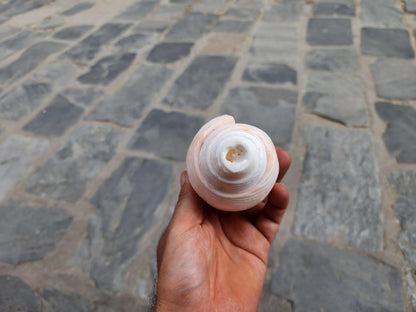 Natural Blowing Sankha Conch Shell For Purity And Divine Sound
