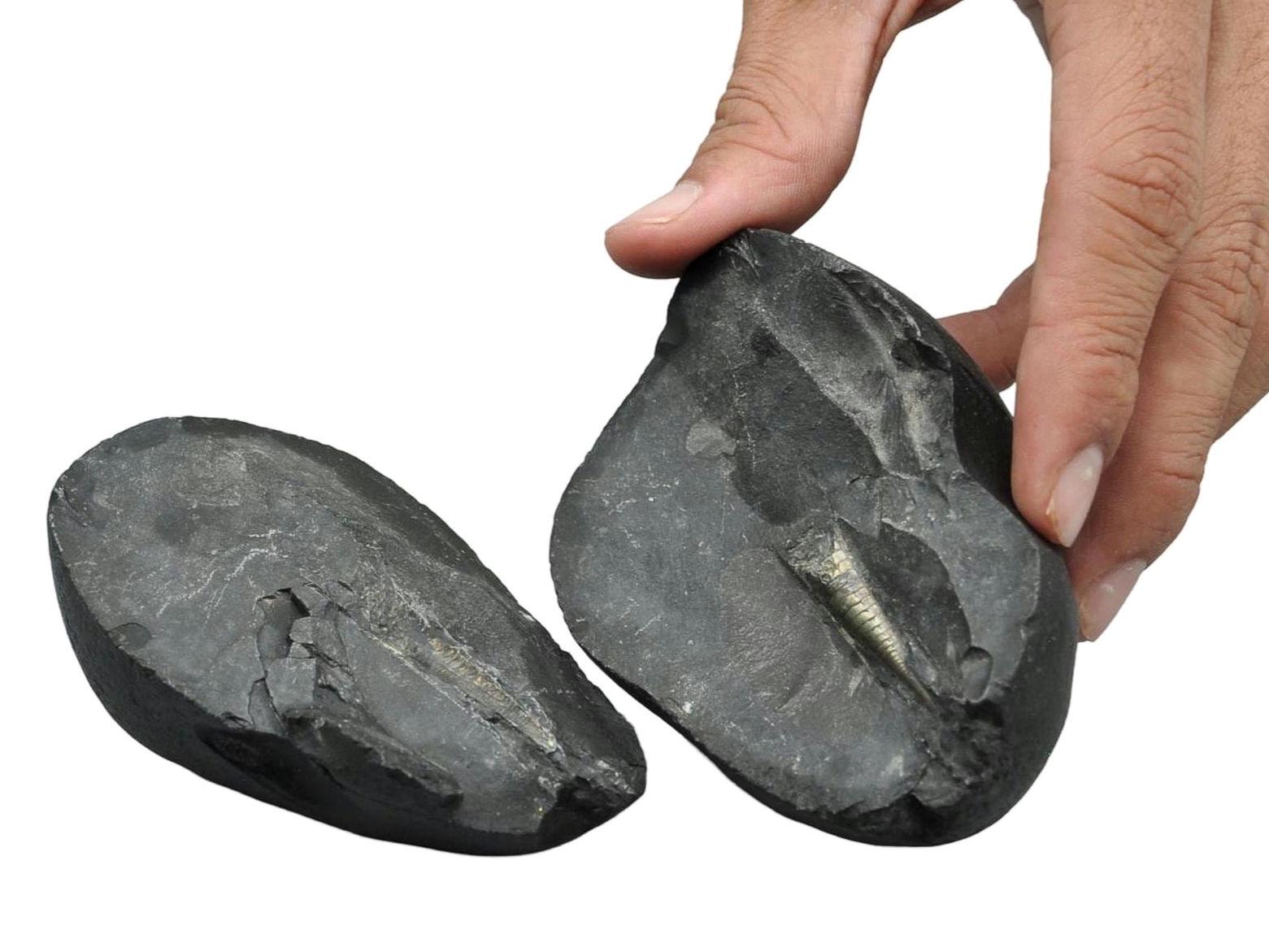 Natural Shiva Linga Shaligram: Om Ammonite Fossil From Nepal