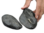 Natural Shiva Linga Shaligram: Om Ammonite Fossil From Nepal