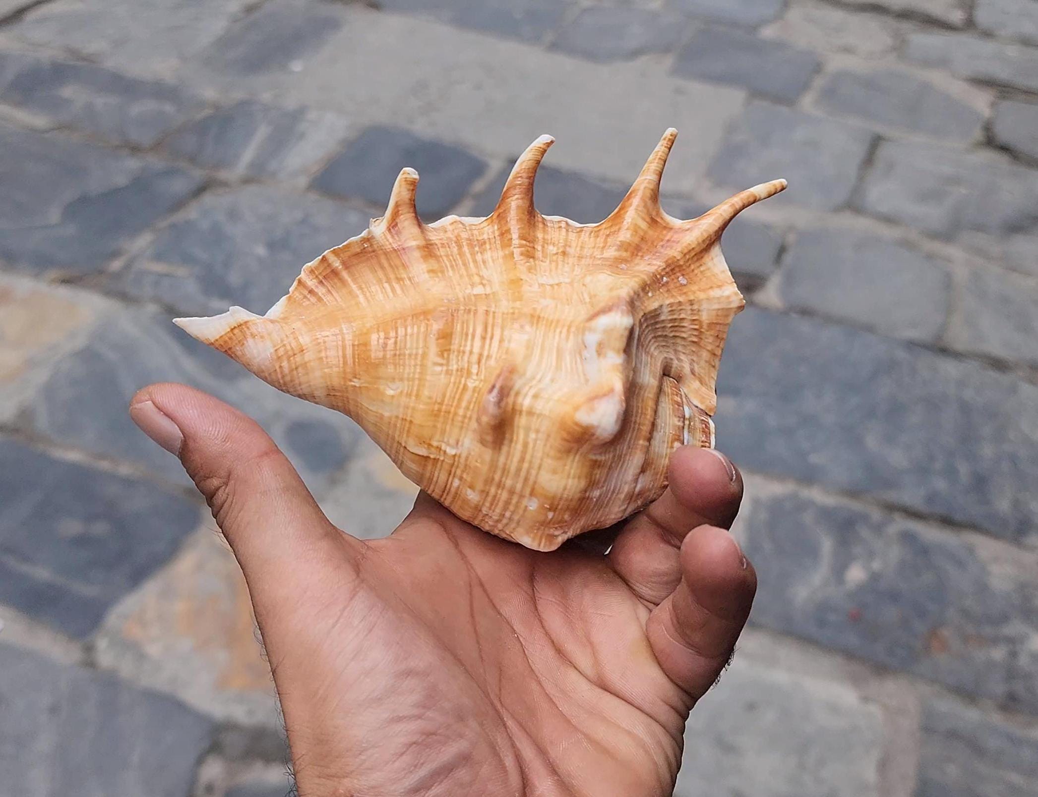 Aura Cleansing Shankha – Sacred Conch Shell For Spiritual Purification, Energy Healing, And Home Decor