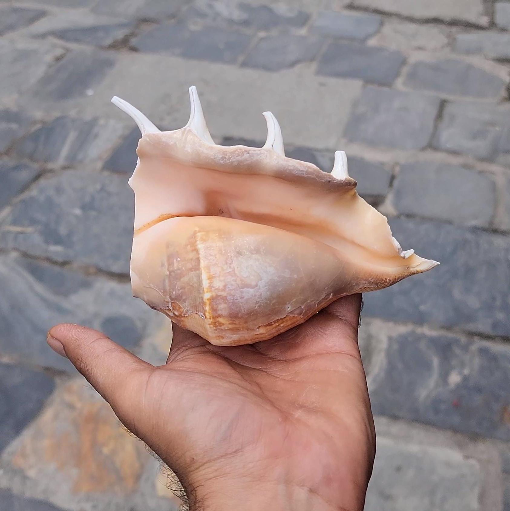 Aura Cleansing Shankha – Sacred Conch Shell For Spiritual Purification, Energy Healing, And Home Decor