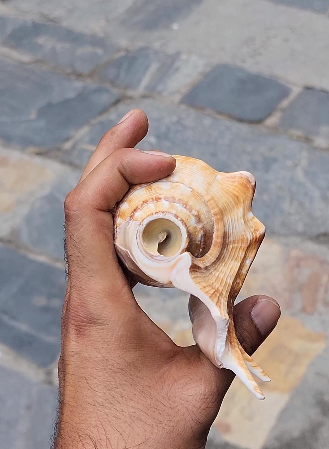 Aura Cleansing Shankha – Sacred Conch Shell For Spiritual Purification, Energy Healing, And Home Decor