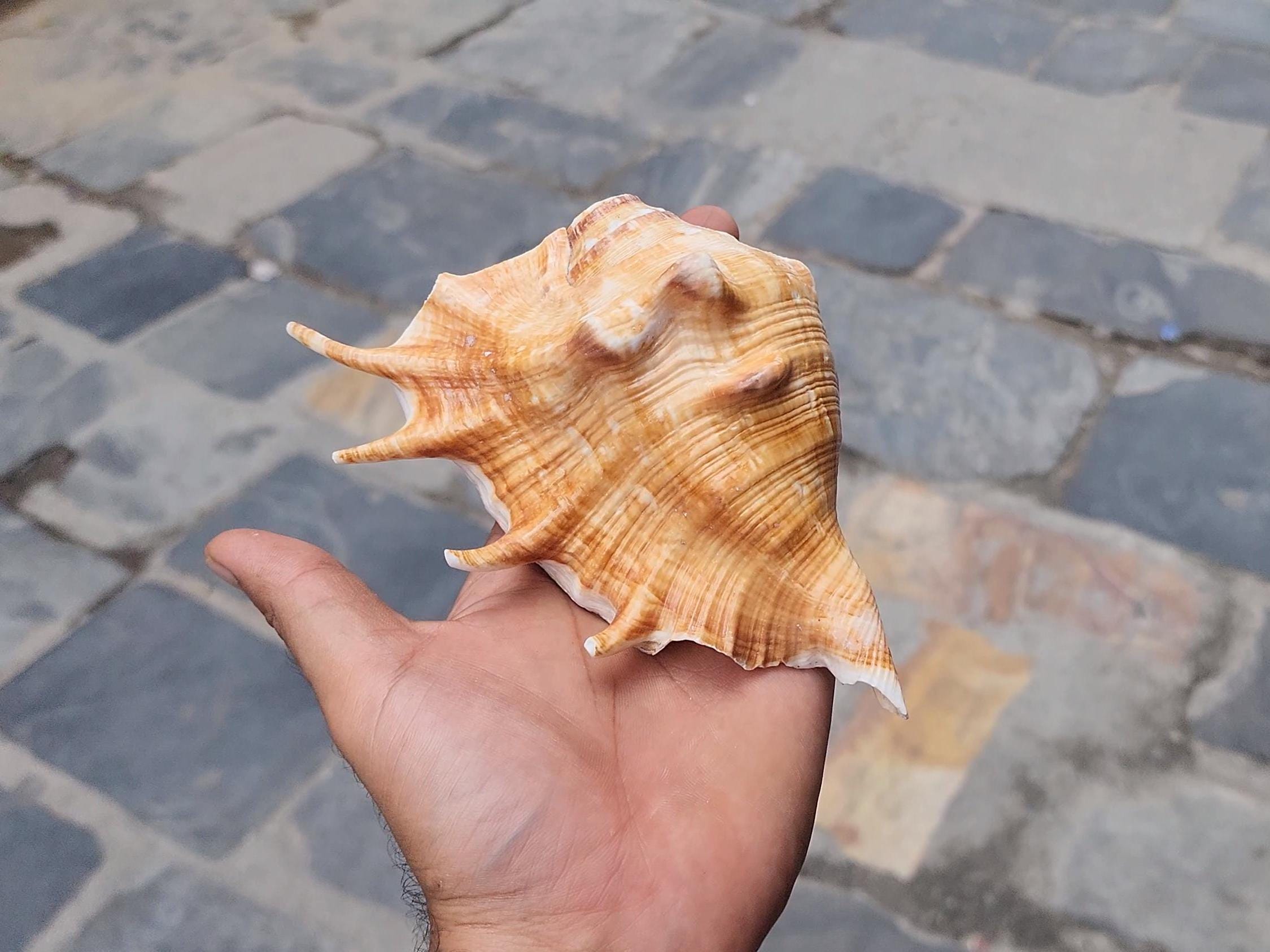 Aura Cleansing Shankha – Sacred Conch Shell For Spiritual Purification, Energy Healing, And Home Decor