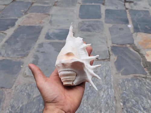 Angel Aura Healing Shankha – Natural Conch Shell For Spiritual And Mental Healing