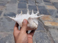 Angel Aura Healing Shankha – Natural Conch Shell For Spiritual And Mental Healing