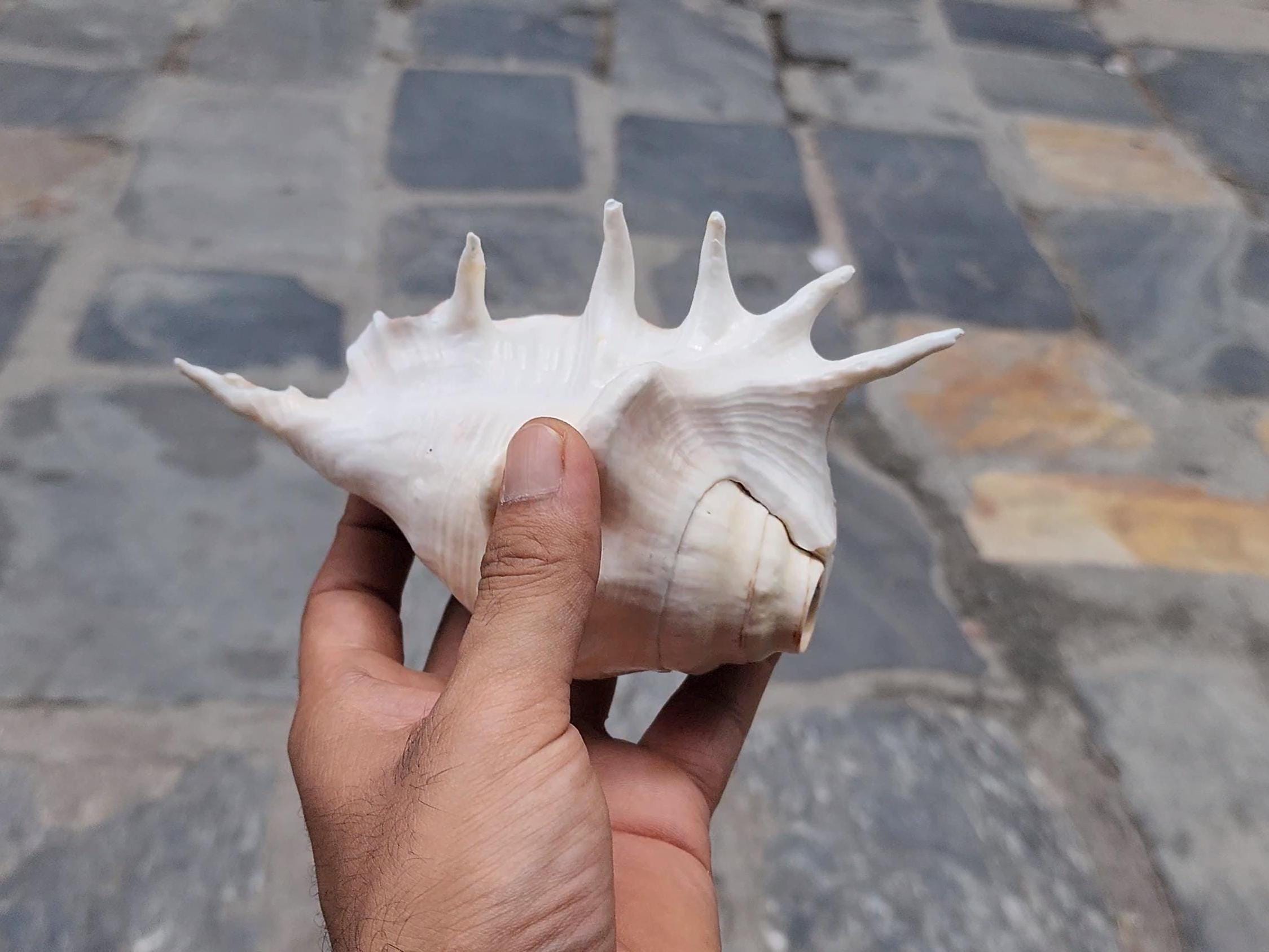 Angel Aura Healing Shankha – Natural Conch Shell For Spiritual And Mental Healing