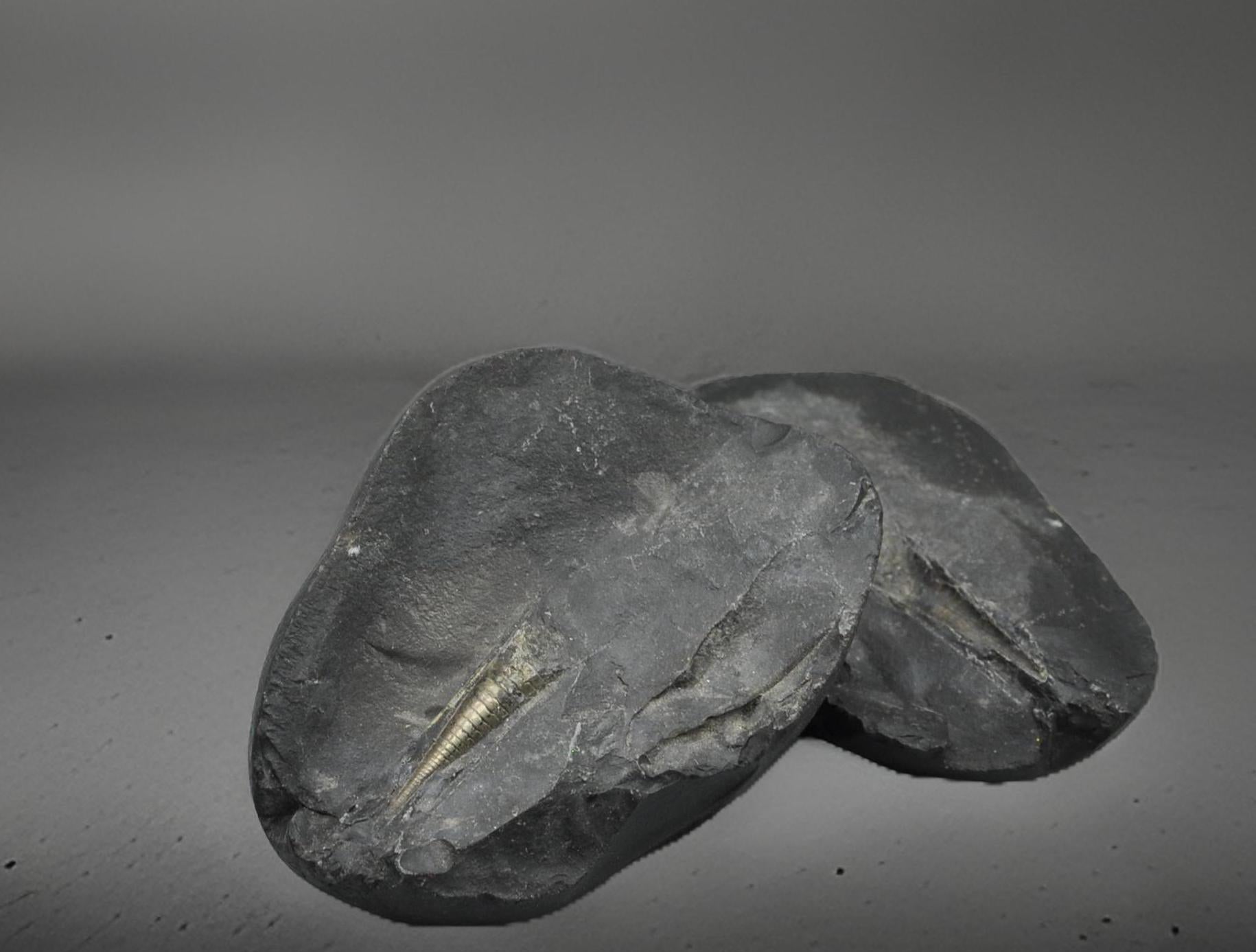 Natural Shiva Linga Shaligram: Om Ammonite Fossil From Nepal