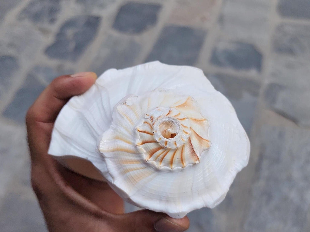 Right-Hand Blowing Conch Shell: Natural Sankha for Sound Healing