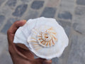 Right-Hand Blowing Conch Shell: Natural Sankha for Sound Healing
