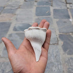 Dakshinavarti Conch Shell: Right Hand Shankha for Prosperity & Rituals