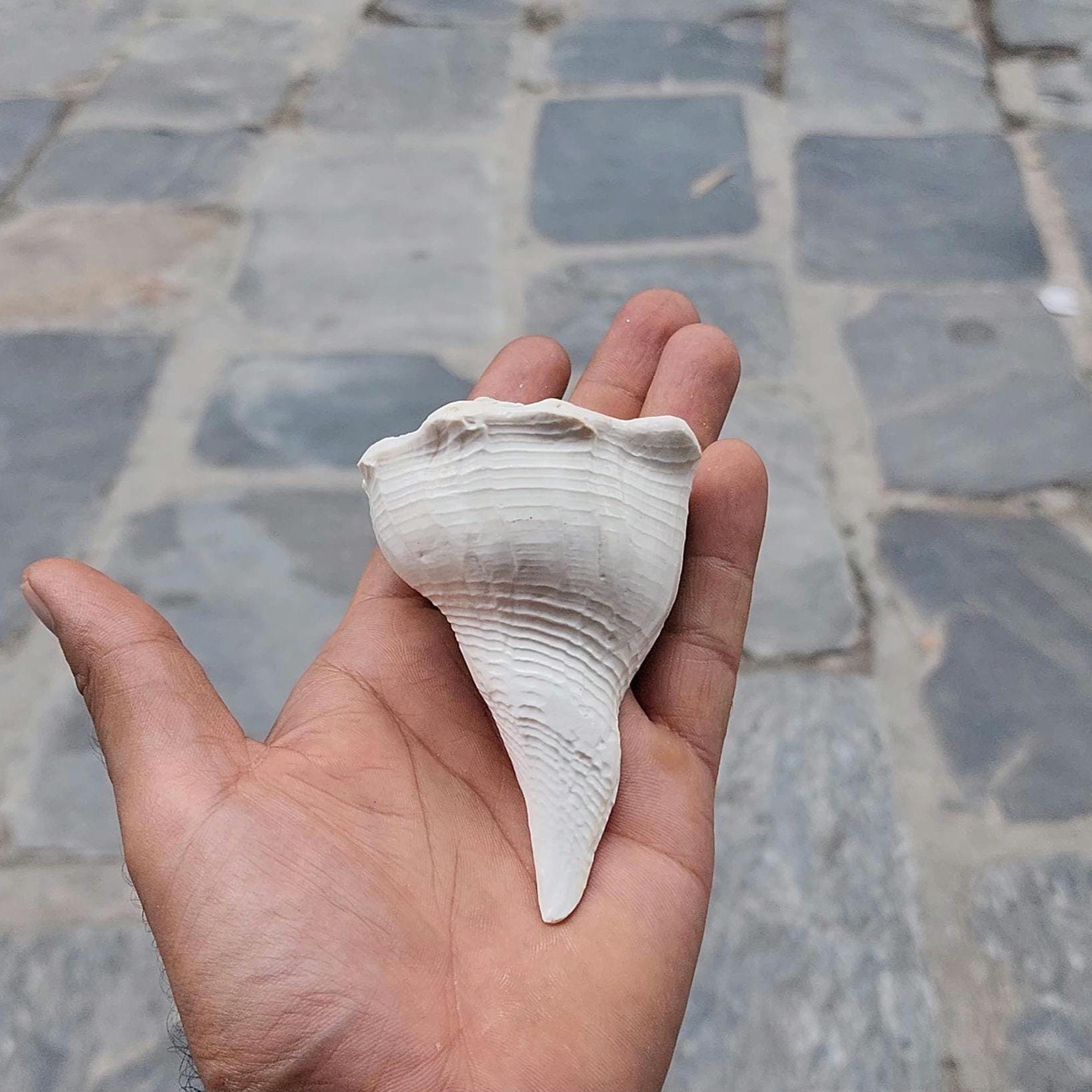 Dakshinavarti Conch Shell: Right Hand Shankha for Prosperity & Rituals