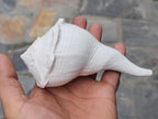 Dakshinavarti Conch Shell: Right Hand Shankha for Prosperity & Rituals