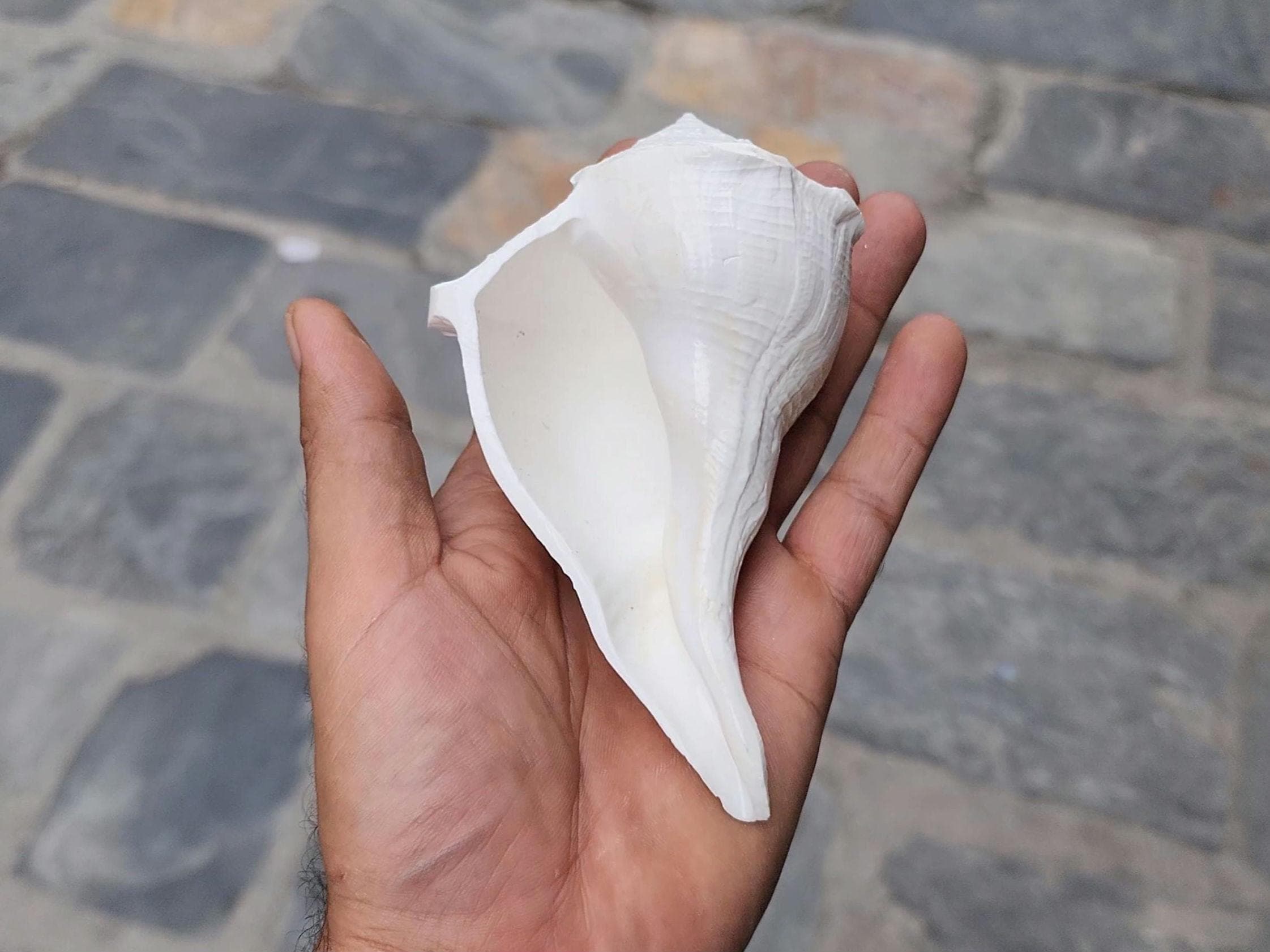 Dakshinavarti Conch Shell: Right Hand Shankha for Prosperity & Rituals